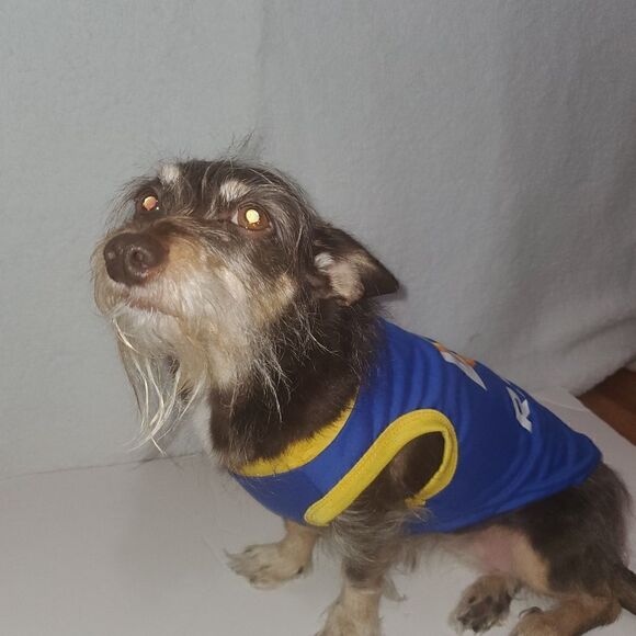 Silver Paw Los Angeles Rams Doggie T Shirt Jersey Size Medium - Picture 10 of 16